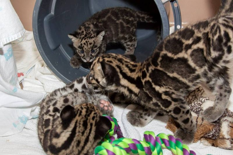 Illustration for article titled ZOMG BABY CLOUDED LEOPARDS!!!